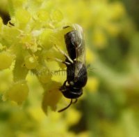 Hylaeus cornutus -3