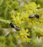 Hylaeus cornutus -4