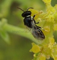 Hylaeus cornutus -5