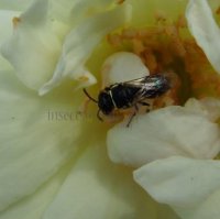 Hylaeus cornutus -7