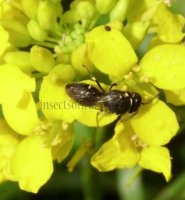 Hylaeus cornutus -8