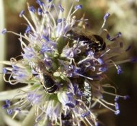 Hylaeus cornutus -10