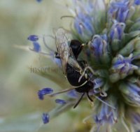 Hylaeus cornutus -9