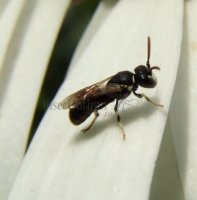 Hylaeus gibbus -1