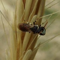 Hylaeus gibbus -3