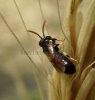 Hylaeus gibbus -4