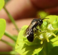 Hylaeus gibbus-6