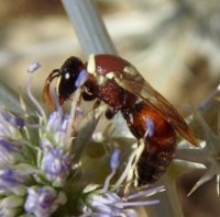 Hylaeus sp-9
