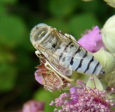 Bembix olivacea-3