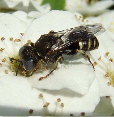 Bembix rostrata