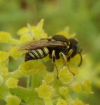 Bembix tarsata -1