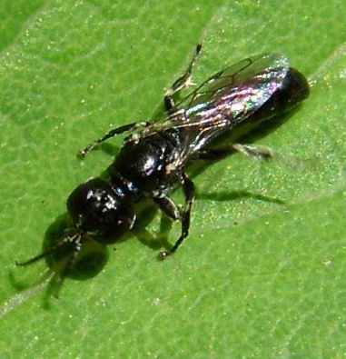 Alysson spinosus -2
