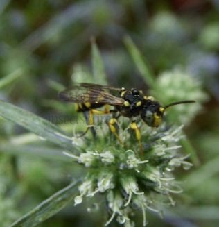 Cerceris arenaria-2