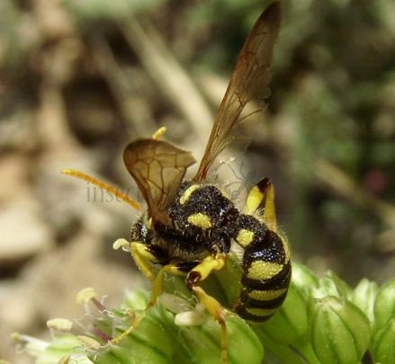 Cerceris quinquefasciata -1
