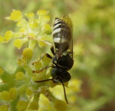 Bembecinus sp-2