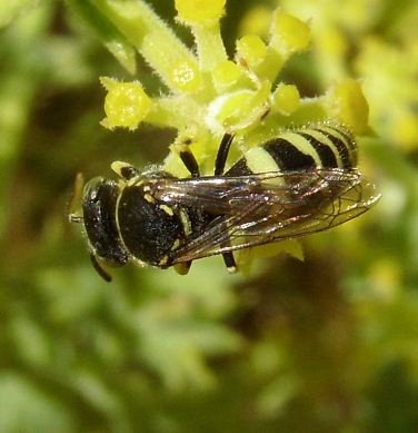 Bembecinus tridens -2