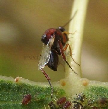 Andricus sp-2