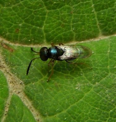 Coccidoxenoides perminutus -6