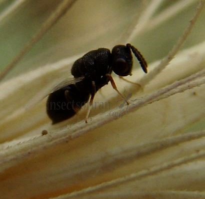 Encyrtidae-1