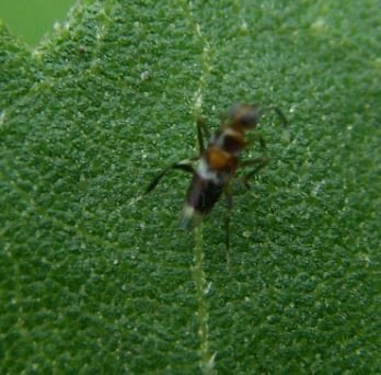 Encyrtidae-3