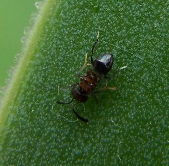 Encyrtidae