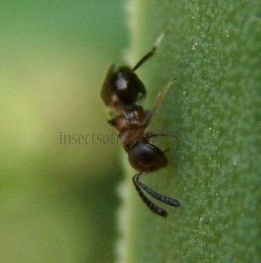 Encyrtus aurantii-8