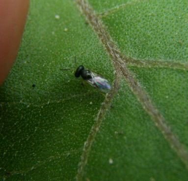 Coccidoxenoides perminutus -1