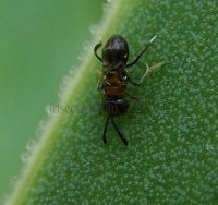 Encyrtus aurantii-7