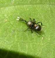 Encyrtidae-2