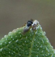 Encyrtidae-5
