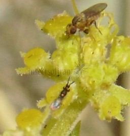 Anagyrus sp