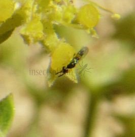 Encyrtidae-7