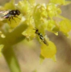Encyrtidae-8