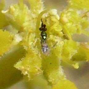 Encyrtidae-9