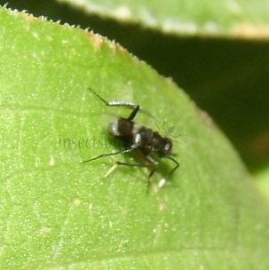 Encyrtidae-10