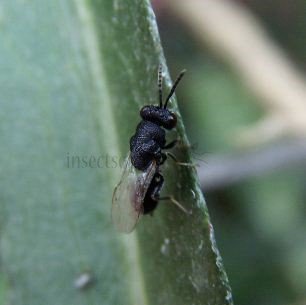 Coccidoxenoides perminutus