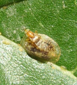 Encyrtidae-2