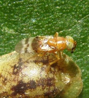Encyrtidae-5