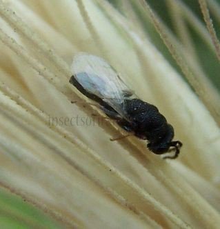 Encyrtidae-1