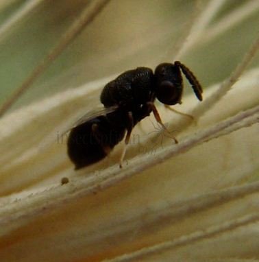 Encyrtidae-6