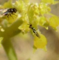 Encyrtidae-8