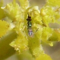 Encyrtidae-9