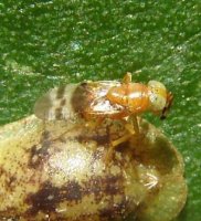 Encyrtidae-5