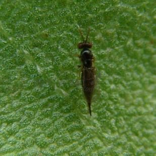Tetrastichus planipennisi-2