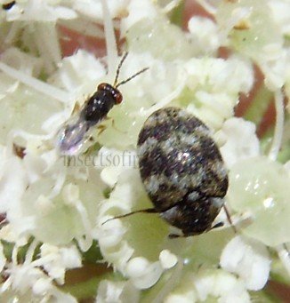 Eulophidae-1