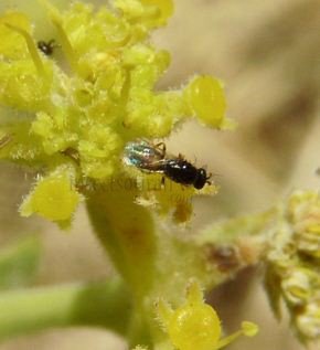 Eulophidae-3