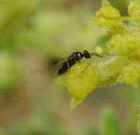 Eulophidae-3