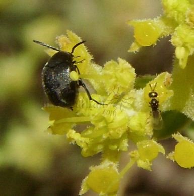 Eulophus  sp-2