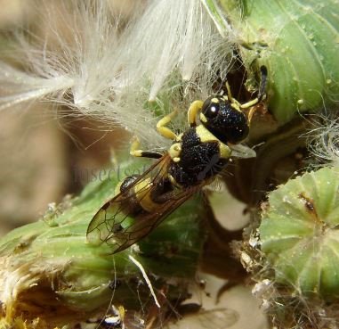 Ancistrocerus auctus-3