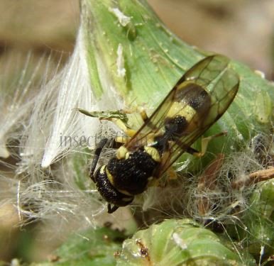 Ancistrocerus auctus-4